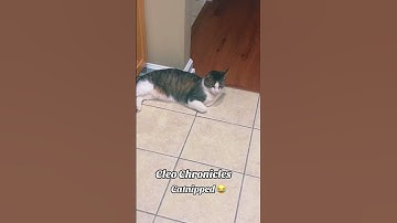 Cleo Chronicles Catnipped 😂 #cleopatrick #cleothecat