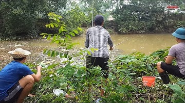 Đào giun đất đi câu  cá rô đồng cá trê  giật mỏi tay