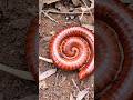 HORROR! Red Millipede - short video #snailhunter