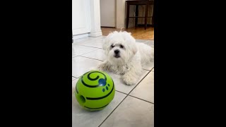 How Pup Becomes a Ball Superstar ✨🐾#cute #funny #dog #shortvideo