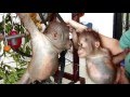 İlk Defa Tanışan Şirin Bebek Orangutanlar! ( Gito and Asoka Meet For The Very First Time! )
