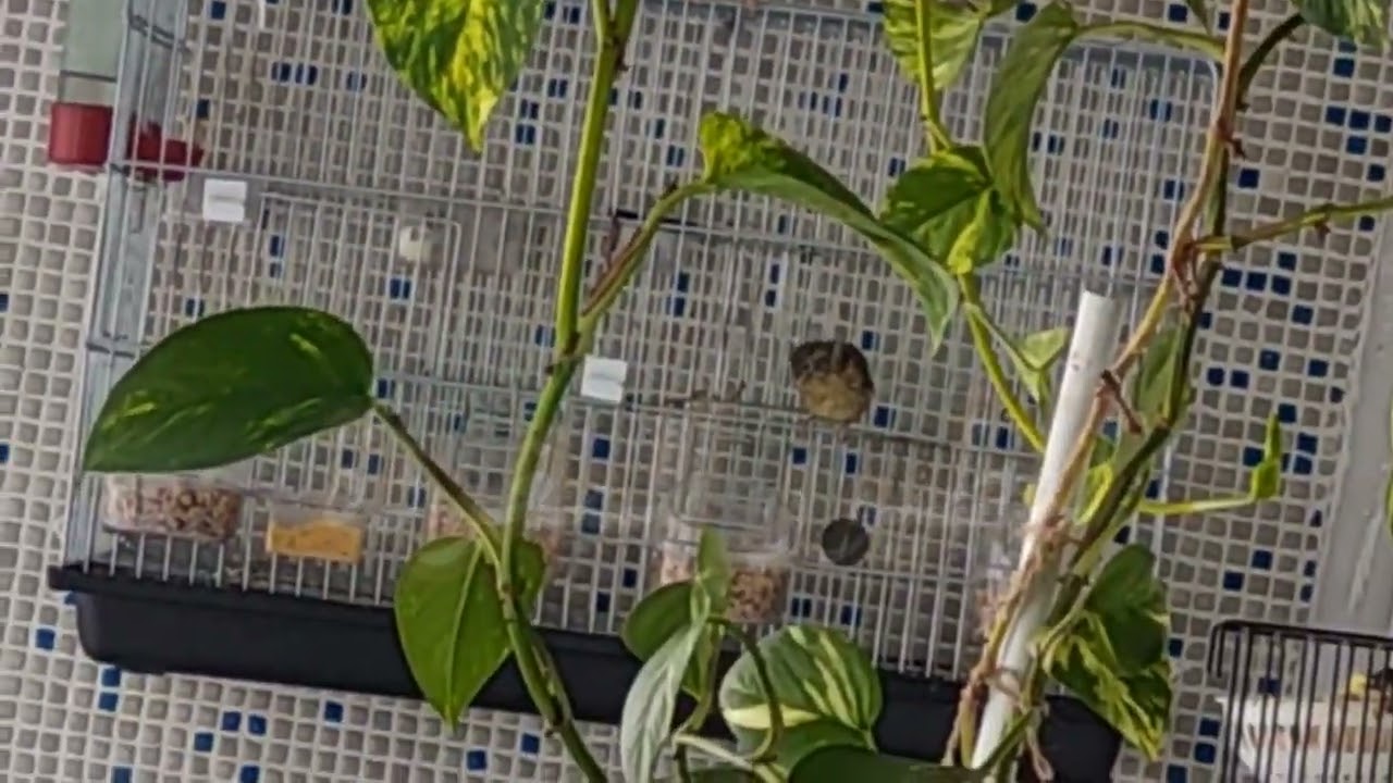 إذا نويت تربي كناري شوف هل مقطع بلش صح ترتاح