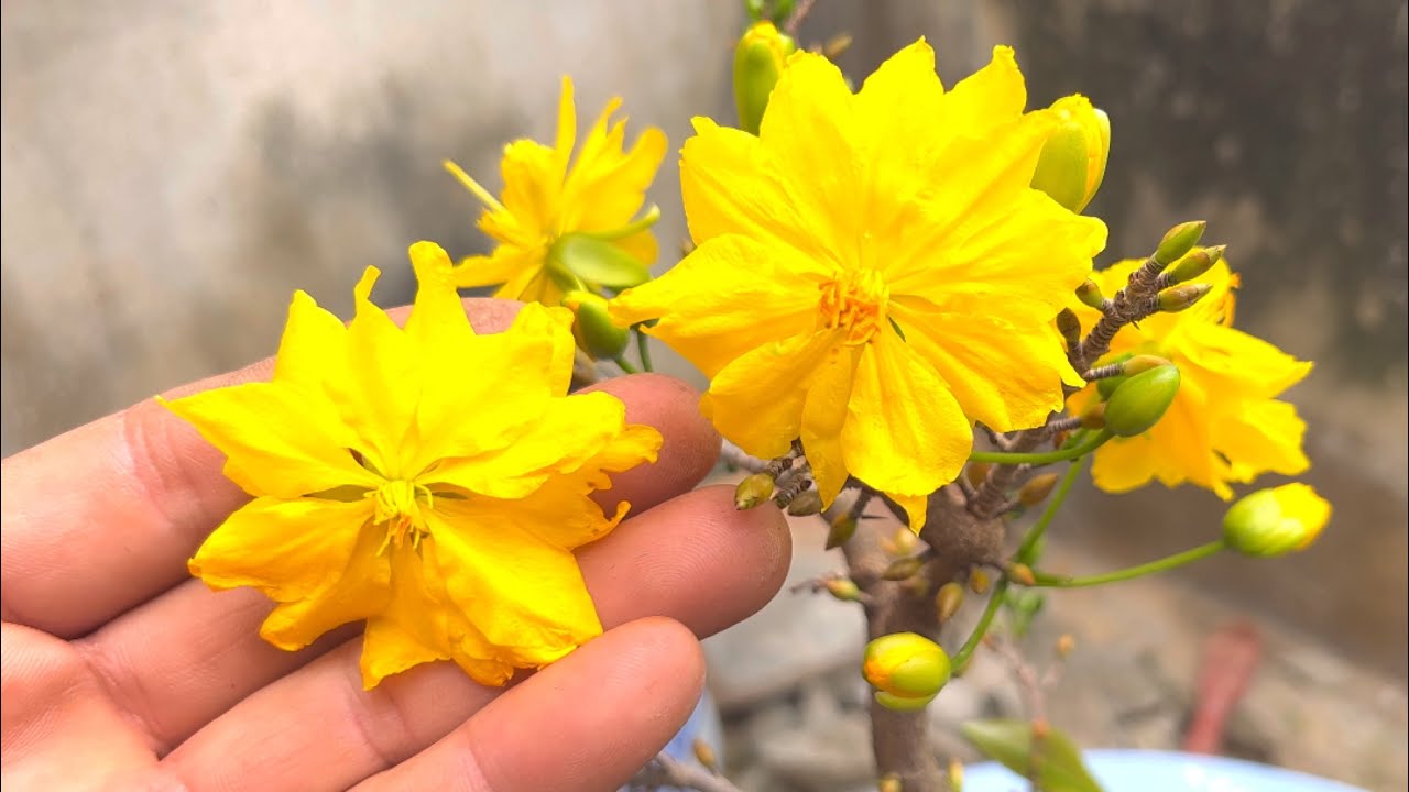 Cách chơi mai đại lộc và những đều nên biết