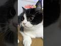 下から撮ると大体ブス？#ブリティッシュショートヘア #子猫#ハチワレ