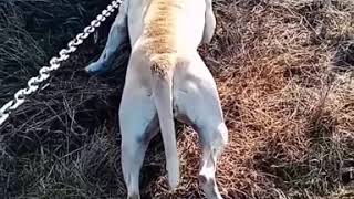 Pitbull Herra -România