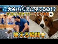 💦 大谷パパ、まだ寝てるの！？デコピンのオフシーズン大暴走🐾笑える瞬間😂