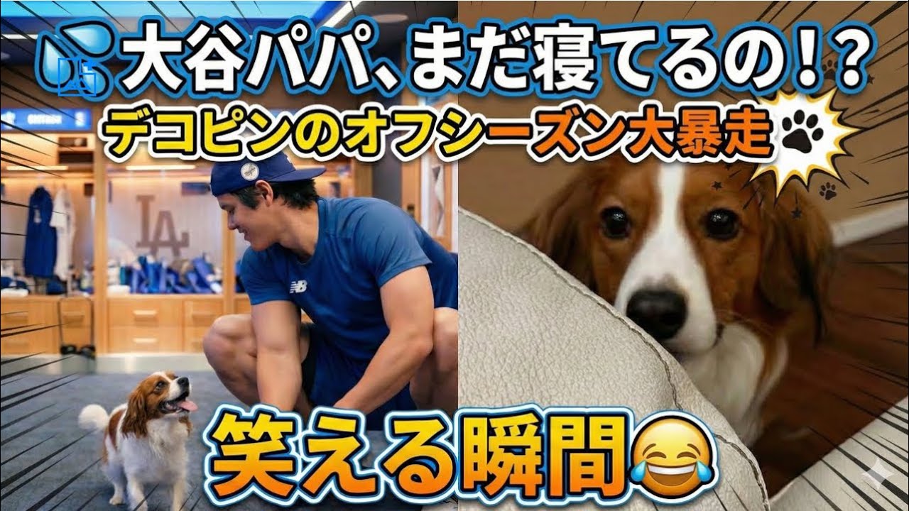 💦 大谷パパ、まだ寝てるの！？デコピンのオフシーズン大暴走🐾笑える瞬間😂