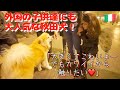 Akita dog is very popular among foreign children who see it for the first time!