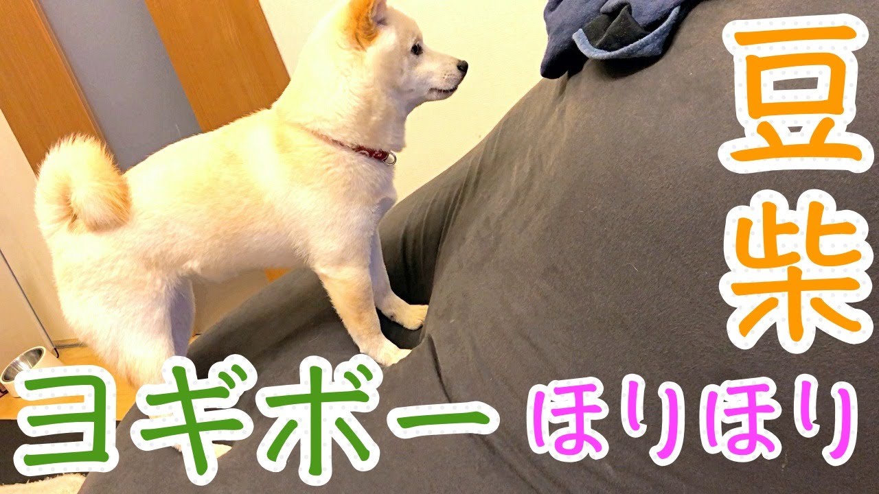 豆柴あられ ヨギボーをホリホリする犬にハラハラします Shibainu Puppy Youtube