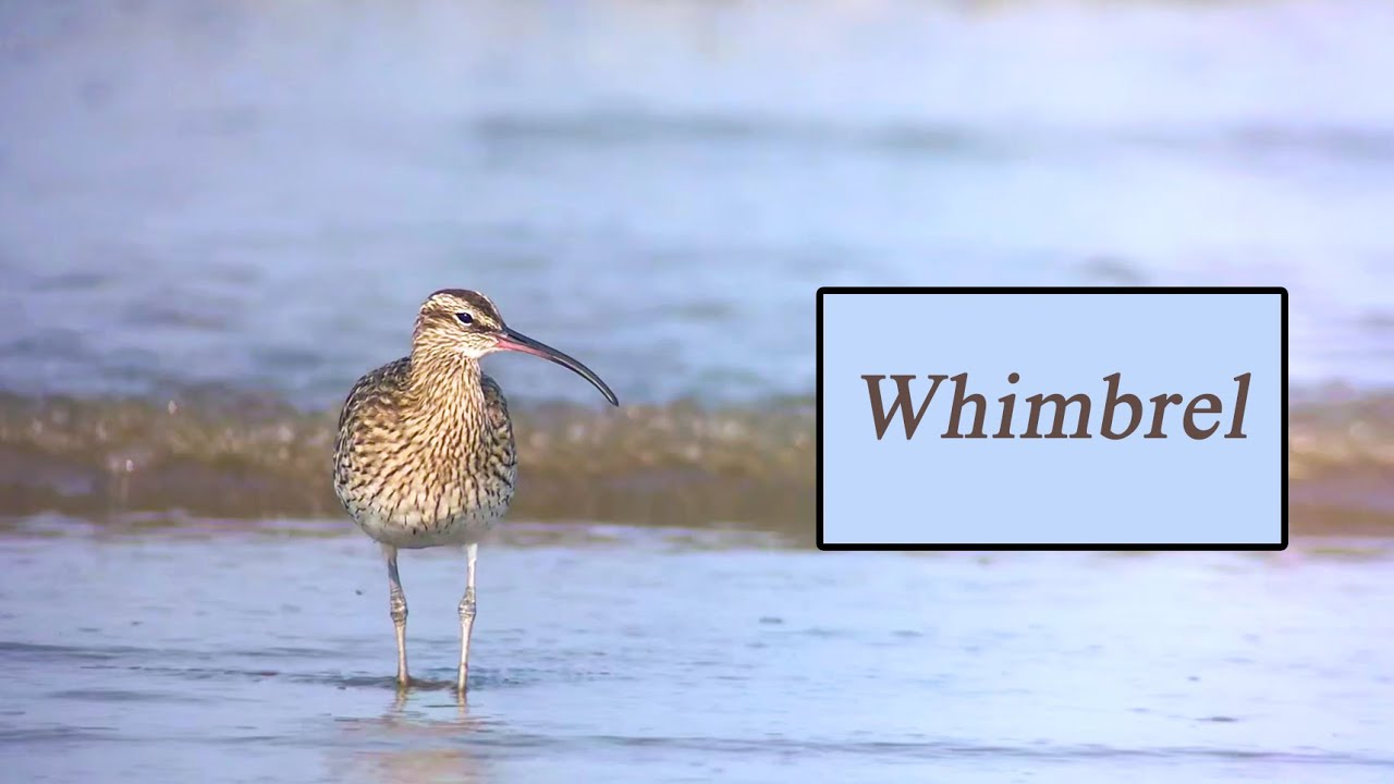 Whimbrel | 🇮🇳
