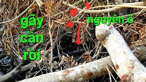 câu cá rô đồng, lọt vào ổ THỦY QUÁI dưới chân cầu KÊNH BA