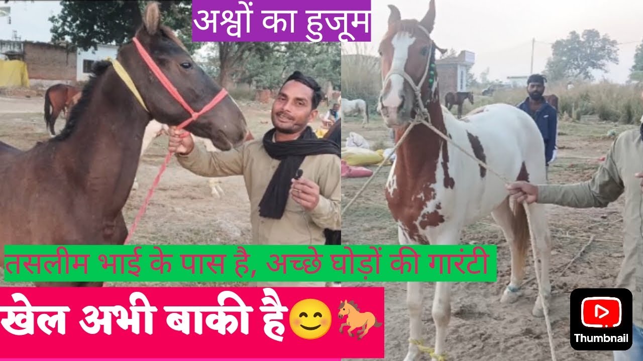 अश्व प्रेमियों का स्वर्ग है, बाबू भाई के घोड़ों की शानदार खेप