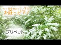 【vlog・暮らし・癒し】プリペットを生垣に