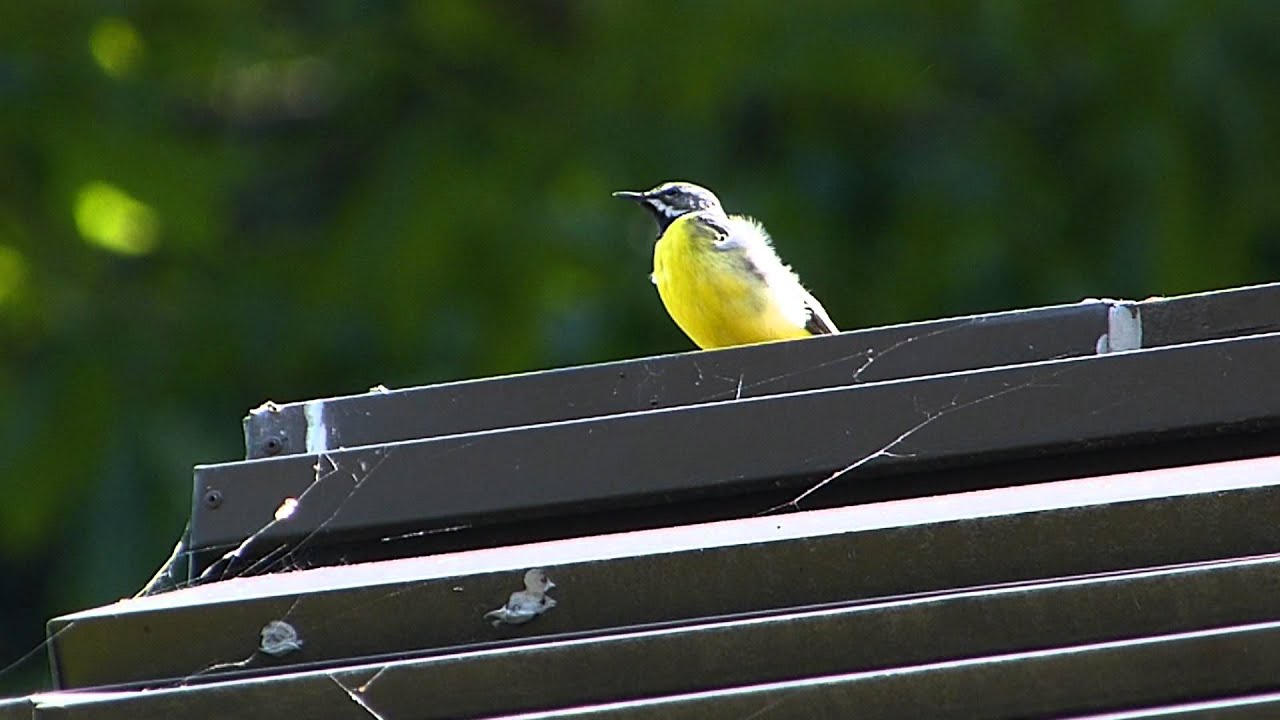 鳴き声 セキレイ