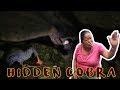 Cobra We Couldn't Rescue | Pokhara | Rohit Giri