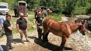 Levente Tusa de la Covasna .Cel mai bun dresor de caii din România .Targ Cormaia .B-N