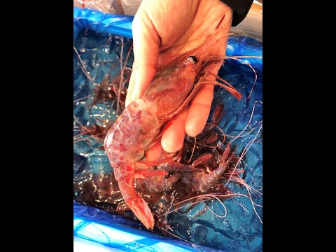 バンド 漁港 森田釣竿の店「泉銀」からの不定期コラム 「魚食えコノヤロー！」ブドウエビ（完売）の巻