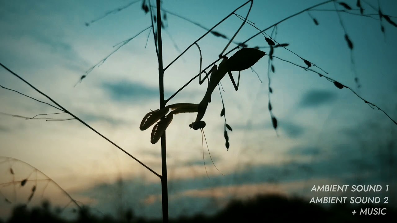 PRAYING MANTIS | A Cinematic footage | Shot on Samsung Galaxy S8