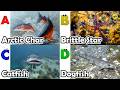 Cute ocean animals | ABC phonics animals | ABC Sea Animals song | English and Animals for Kids