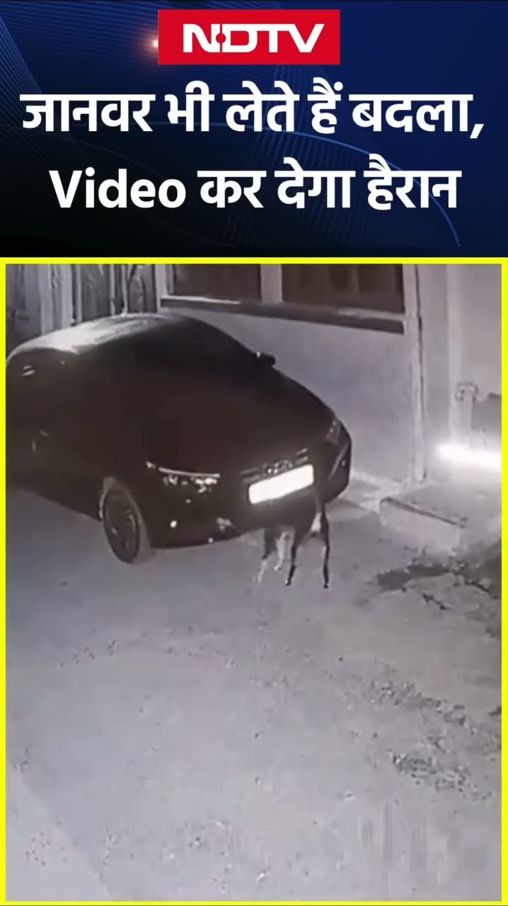 Madhya Pradesh: शख्स ने Car से मारी टक्कर तो कुत्ते ने ऐसे लिया बदला | Video Viral | SHORTS