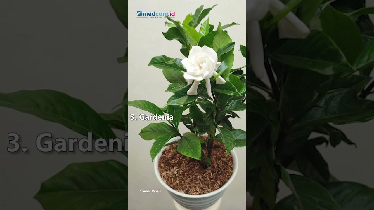 5 TANAMAN HIAS YANG WANGI, BISA JADI PENGHARUM ALAMI DI RUMAH