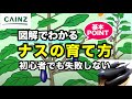 ナスの育て方｜茄子（なす）栽培｜初心者でも失敗しない大きく育てるポイント/長く育てて沢山収穫しましょう【カインズ野菜栽培】