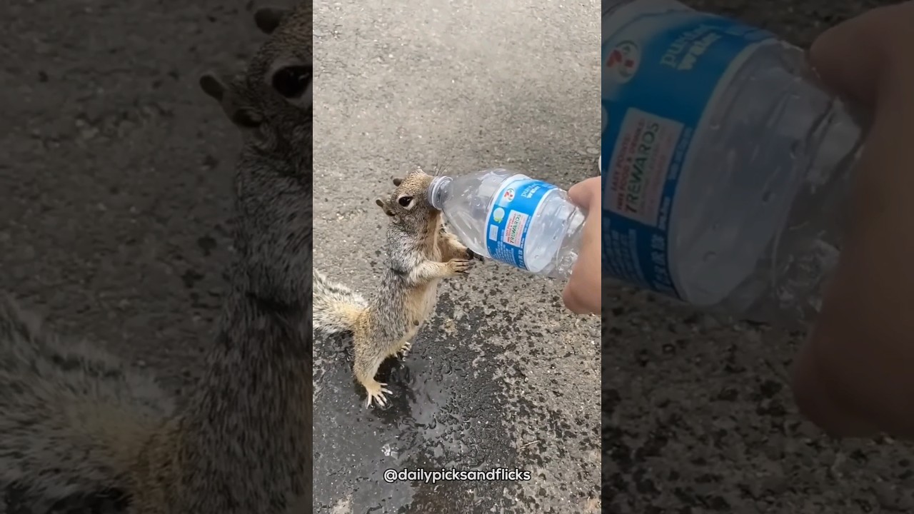 Thirsty squirrel asking for water from a human 