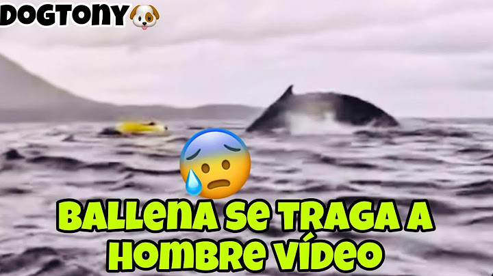 Padre capta como su hijo es tragado y luego expulsado por ballena jorobada en Punta Arenas video