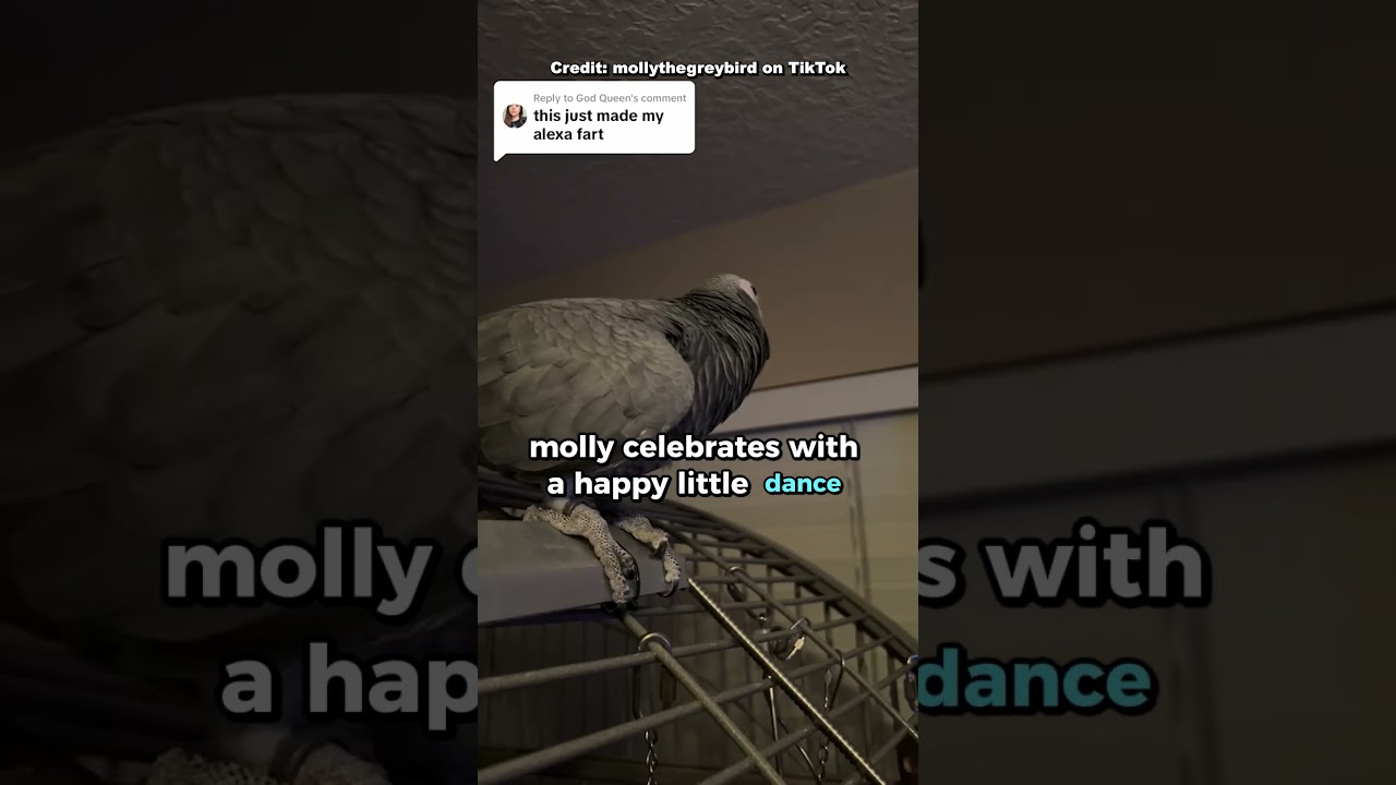 Parrot Learnt To Ask Alexa To Fart 😂