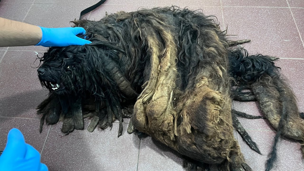 I Thought This Was a Pile of Trash… Until It Started Breathing