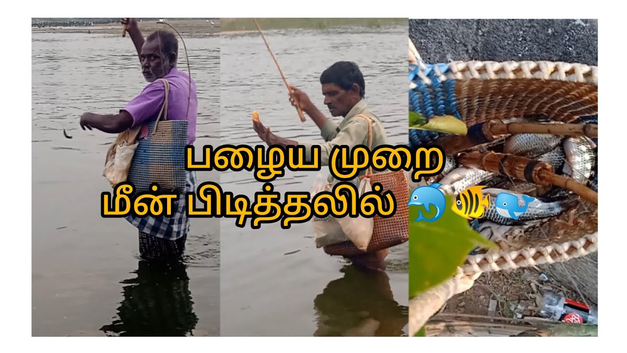 Idly Fish சிறிய வயதில் பார்த்த மீன் பிடிக்கும் முறை!!🐬🐋😍இட்லி போட்டு பிடிப்பது 🐠🐋 ...