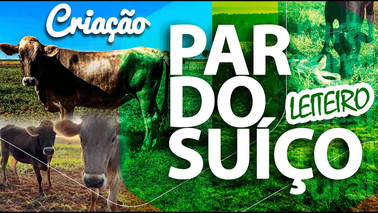 CRIAÇÃO DE GADO (PARDO SUÍÇO LEITEIRO EM GOIÁS) 