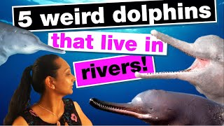 The weird dolphins that live in rivers  #WorldOceanDay