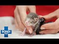 Fears kittens are stuck in birth canal   bondi vet