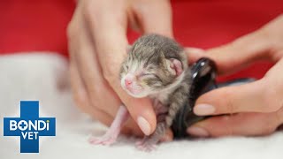 Are There Kittens Stuck In Birth Canal? 😥 | Bondi Vet