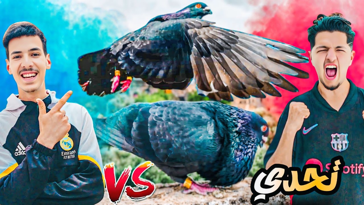 طلقت لصاحبي وليد الحمام اللي عندي كامل 🤯 شكون هي احسن حمامة عندي في سجنة 🤔