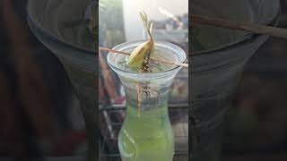 farm update! #havingfun #garden #avocado #gardening