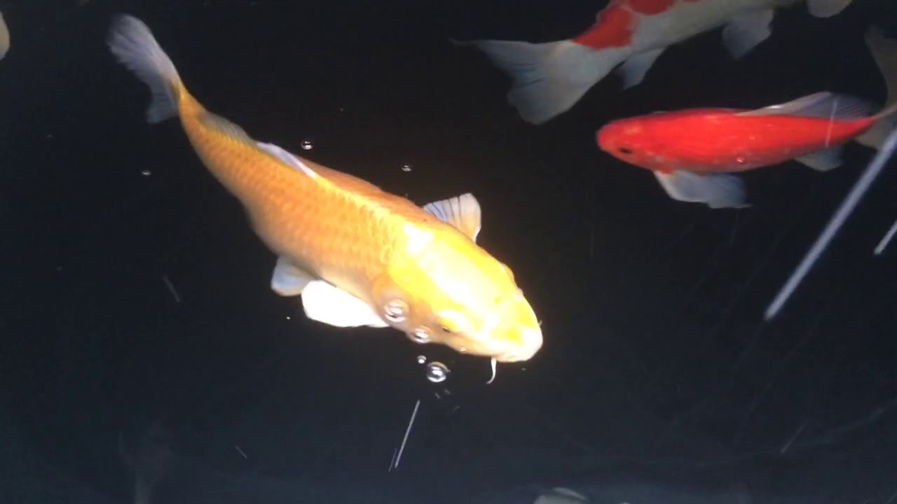 Koi inspection and winter feeding - YouTube