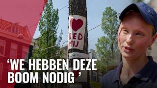 Thumbnail for Protest tegen de kap van 60 jaar oude iep