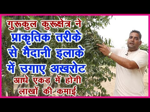 गुरूकुल कुरूक्षेत्र ने मैदानी ईलाके में उगाए अखरोट, आधे एकड़ में होगी लाखों की कमाई।Dry Fruits