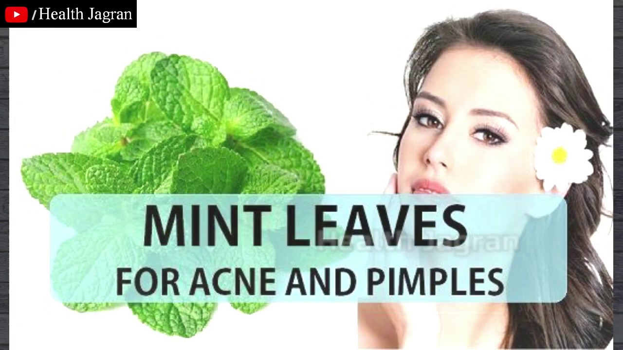 पुदीने के चिकित्सीय लाभ Wild mint benefits in hindi Indian Herb