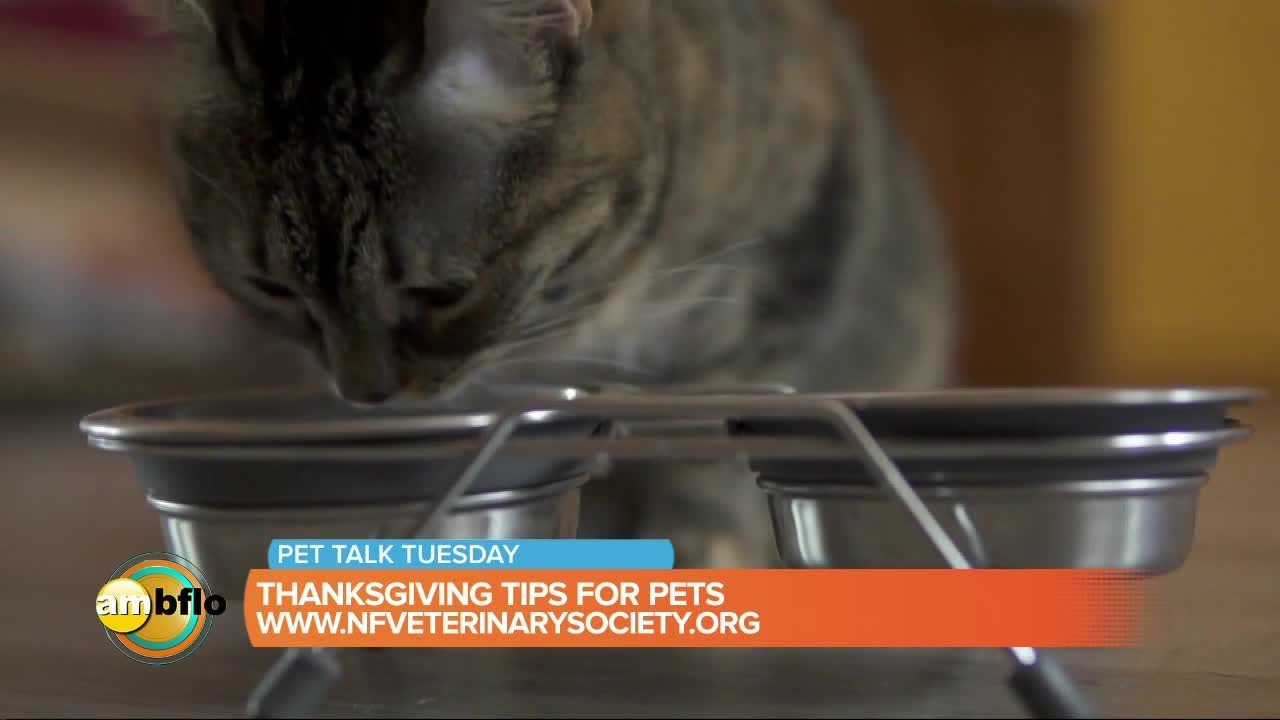 Pet Talk Tuesday Thanksgiving Tips For Pets YouTube pet-talk-tuesday-thanksgiving-tips-for-pets-youtube