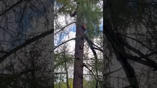 Парк «Приютино» #парк #усадьба #history #история #коп #копатыч #metaldetecting #nokta #chill #музей