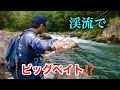 渓流でビッグベイトを投げたらヤバかった