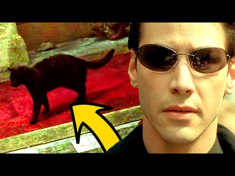 The Deja Vu Cat's Secret Revealed! | Matrix Explained