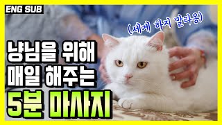 Daily Cat 5 mimute Massage