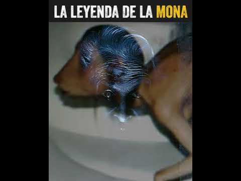 LA MONA | Costa Rica - YouTube
