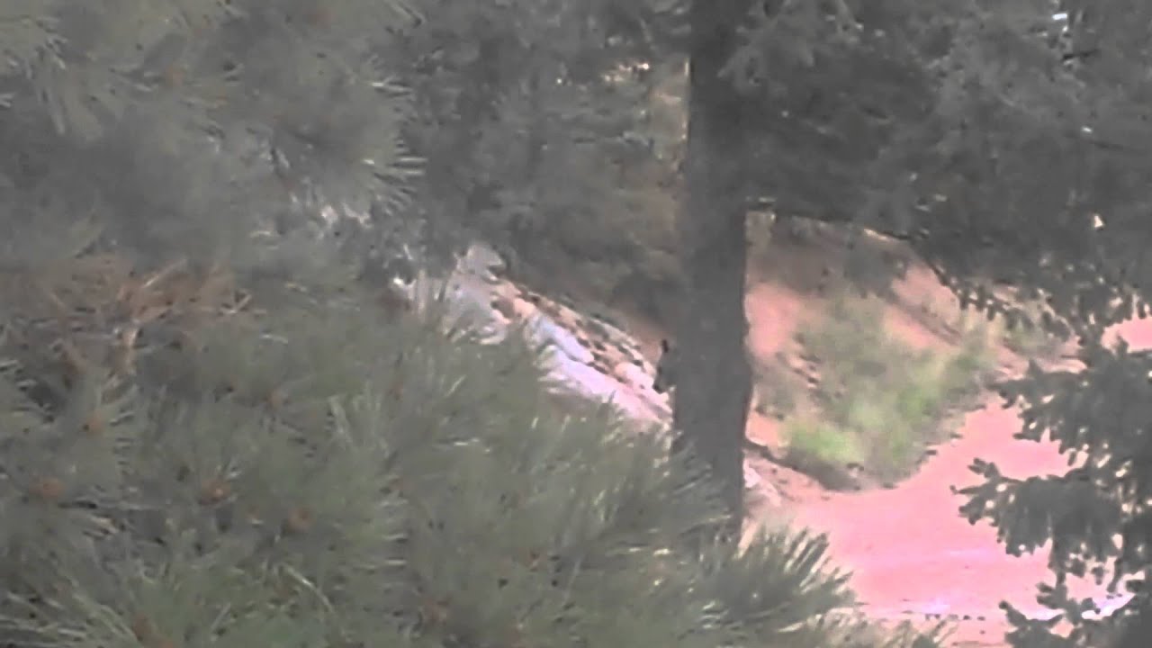 Bears Outside Our Home in Crystal Park, Manitou Springs, Colorado YouTube