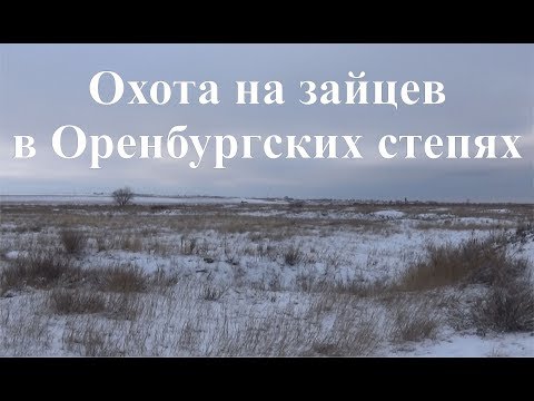 Охота на зайцев в Оренбургских степях