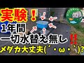 実験！1年間メダカ屋外飼育水槽水替え一切無し！メダカは生き延びる事ができるのか？アマゾンフロッグピットが赤玉土にもう大変wwカブキメダカ！安らぎAQUAちゃんねる